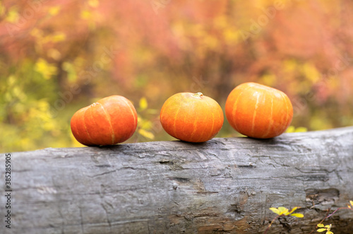 Three pumpkins lie on an old log against the background of an autumn forest. Halloween