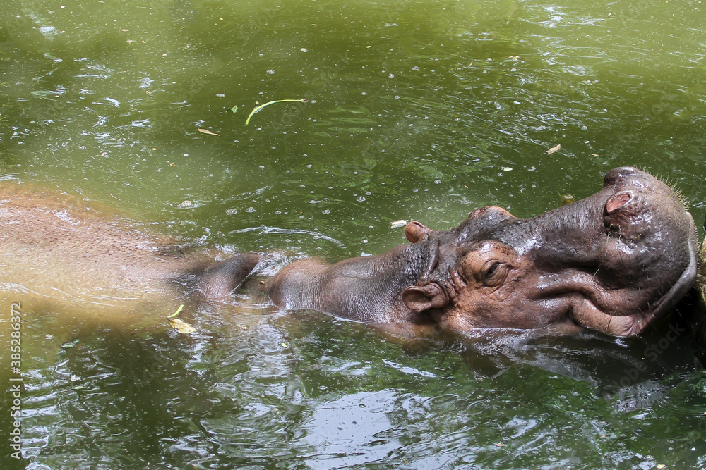 The big hippopotamus rest In the river at thailand The big hippopotamus rest In the river at thailand