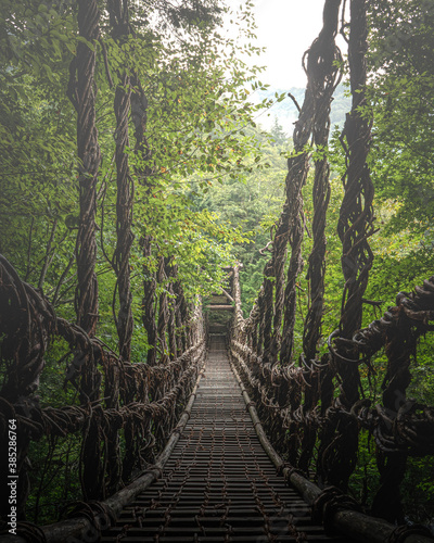 path in the forest photo