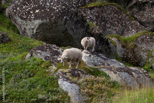 Schafe, wleche einen Felsen erzwingen