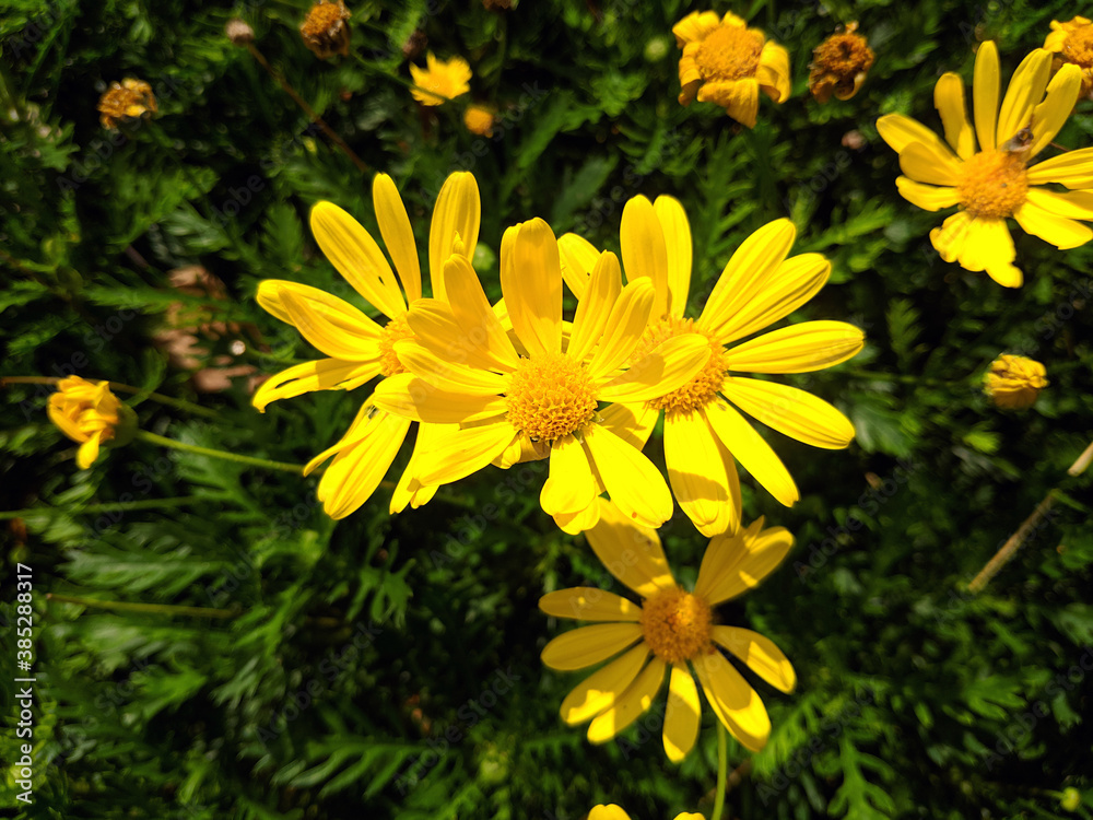 yellow perennial chamomile blossoms under the sunshine yellow perennial chamomile blossoms under the sunshine