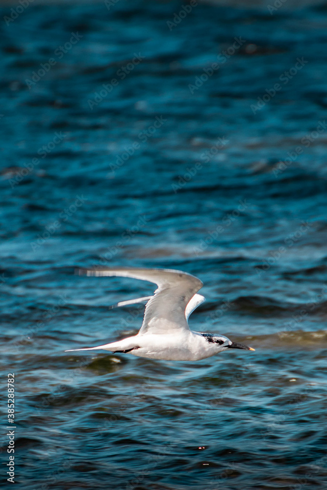 GAVIOTA, SEAGULL GAVIOTA, SEAGULL