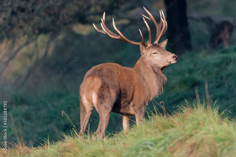 Beautiful portrait of Red deer male at dawn (Cervus elaphus) Beautiful portrait of Red deer male at dawn (Cervus elaphus)
