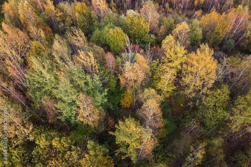 Aerial view of autumn forest or park