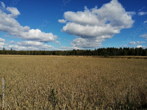 field of wheat and sky