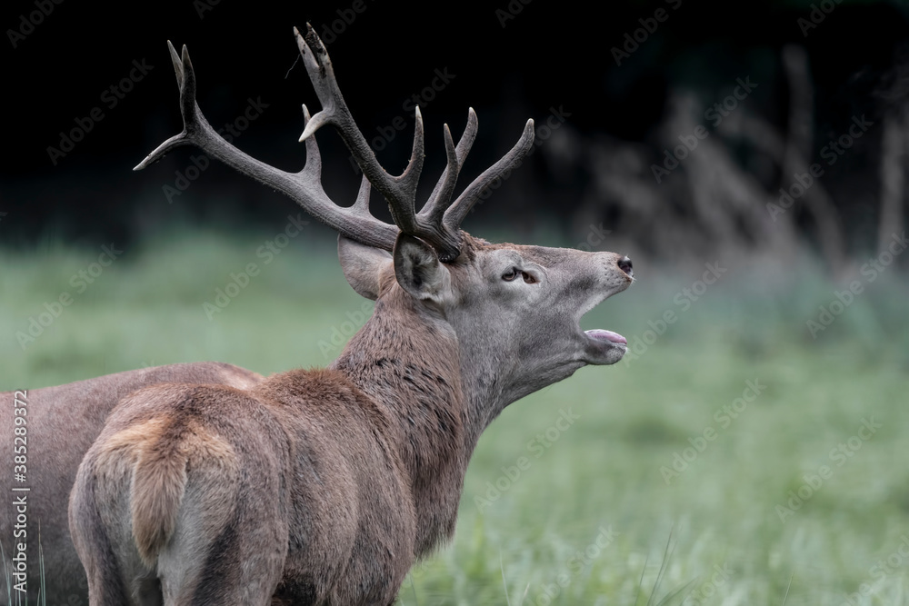 Red deer male call its females (Cervus elaphus) Red deer male call its females (Cervus elaphus)