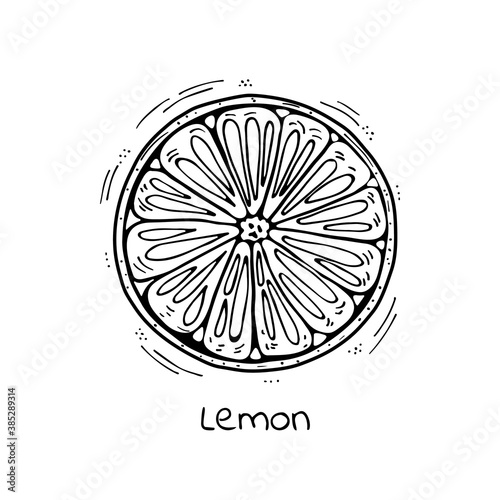 Hand drawn vector lemon fruit  orange.