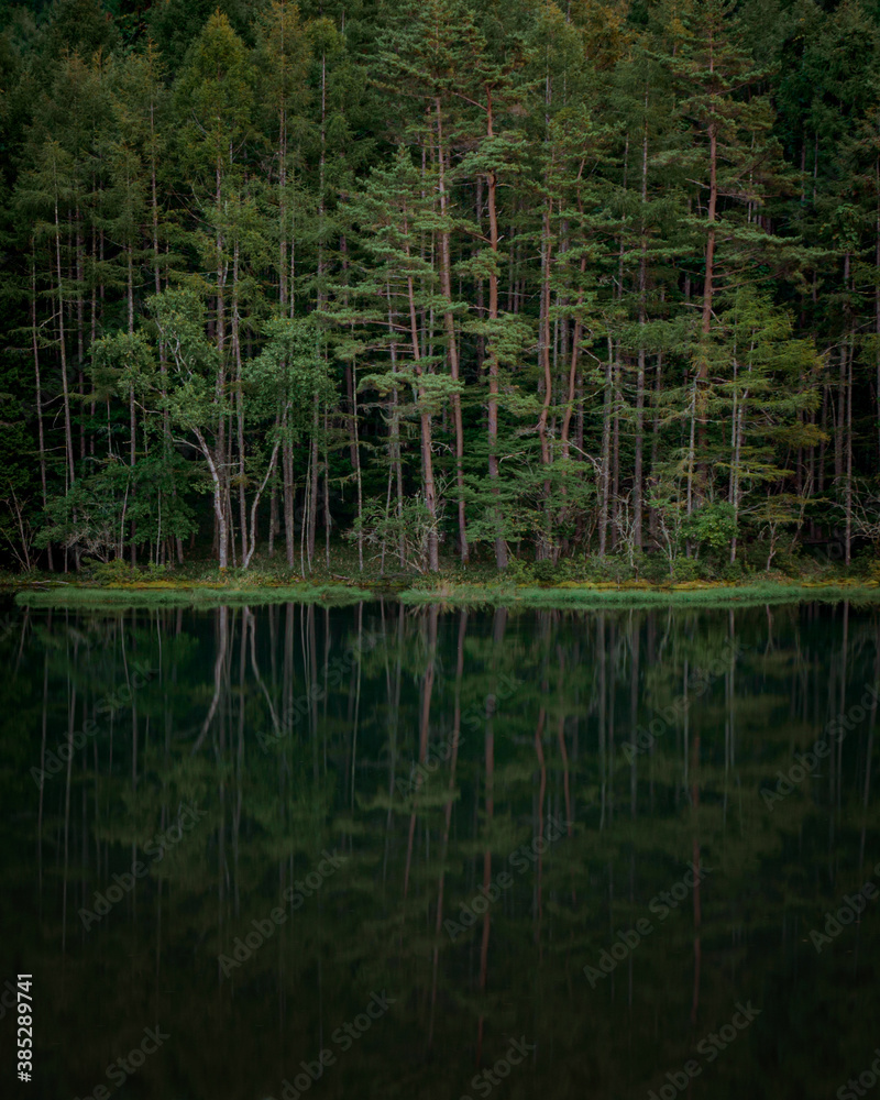 reflection of trees in the water