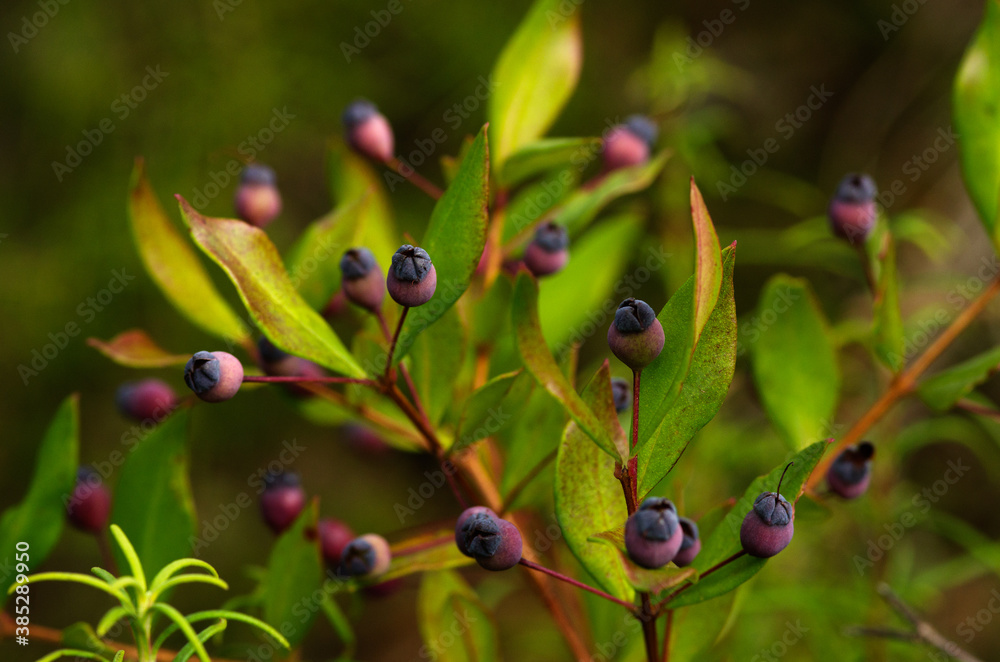 Fruits and leaves of Common Myrtle - Myrtus communis Fruits and leaves of Common Myrtle - Myrtus communis