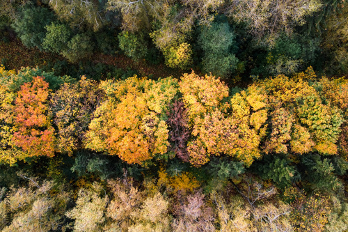 Aerial view of autumn maple trees with yellow and red leaves, top view. Fall