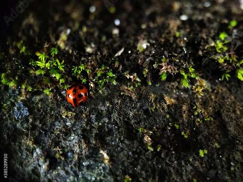 ladybug on a leaf © Samanwaya
