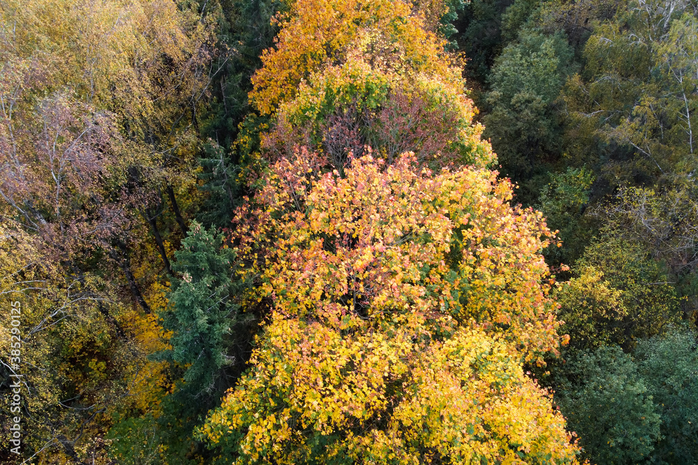 Aerial view of autumn maple trees with yellow and red leaves, top view. Fall Aerial view of autumn maple trees with yellow and red leaves, top view. Fall