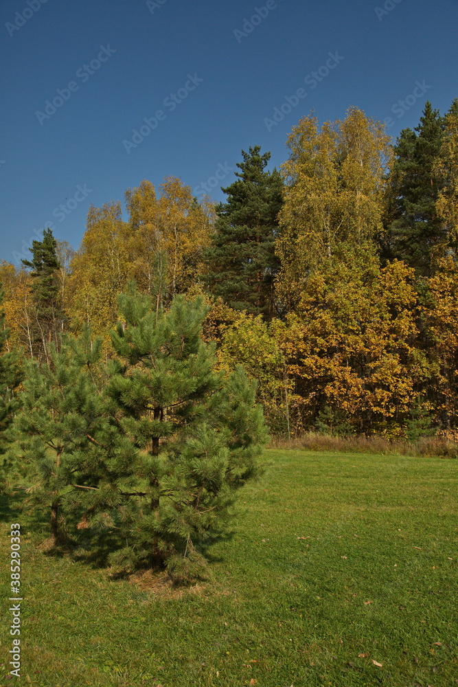 Young pine tree on the background of the autumn forest. Young pine tree on the background of the autumn forest.