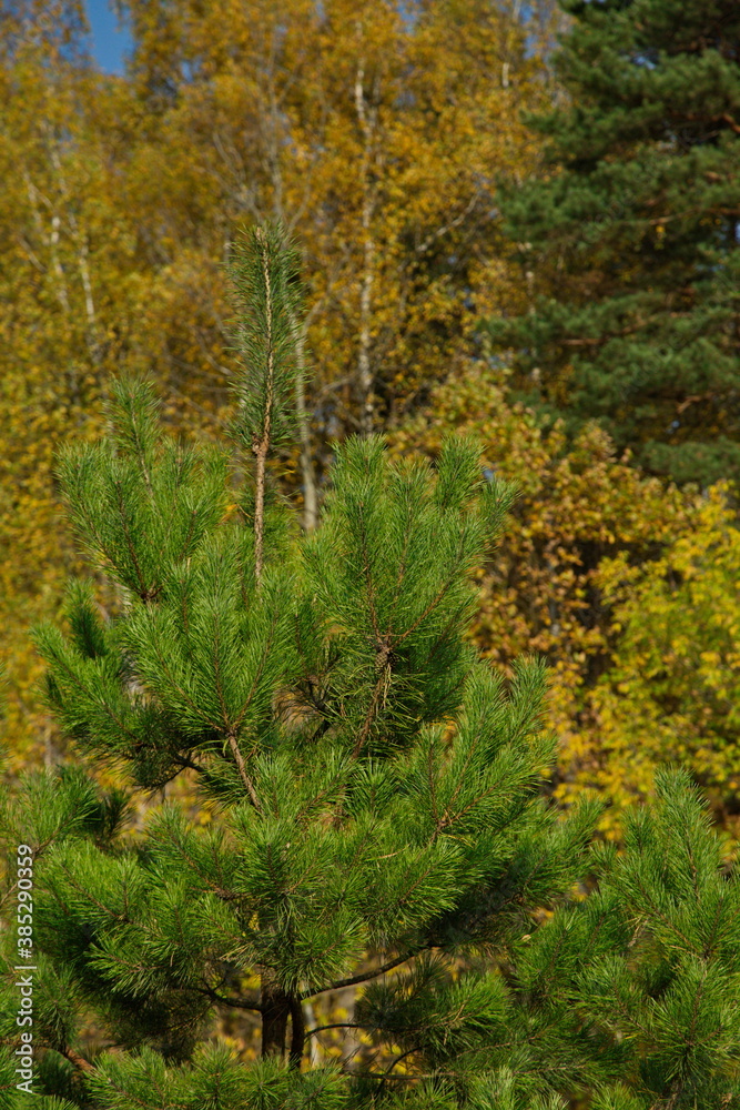 Young pine tree on the background of the autumn forest.