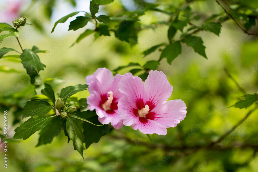 The beautiful rose of Sharon bloomed in the field
