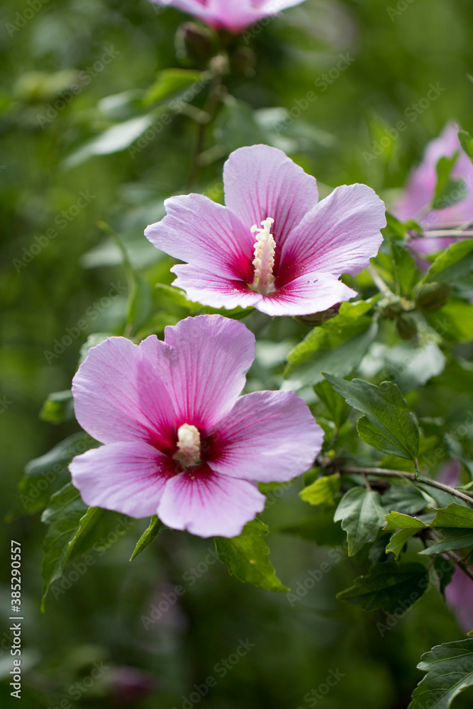 The beautiful rose of Sharon bloomed in the field
The beautiful rose of Sharon bloomed in the field