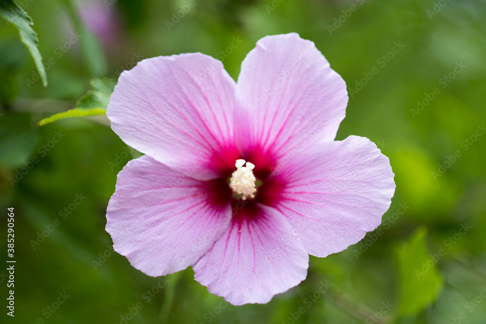 The beautiful rose of Sharon bloomed in the field
The beautiful rose of Sharon bloomed in the field