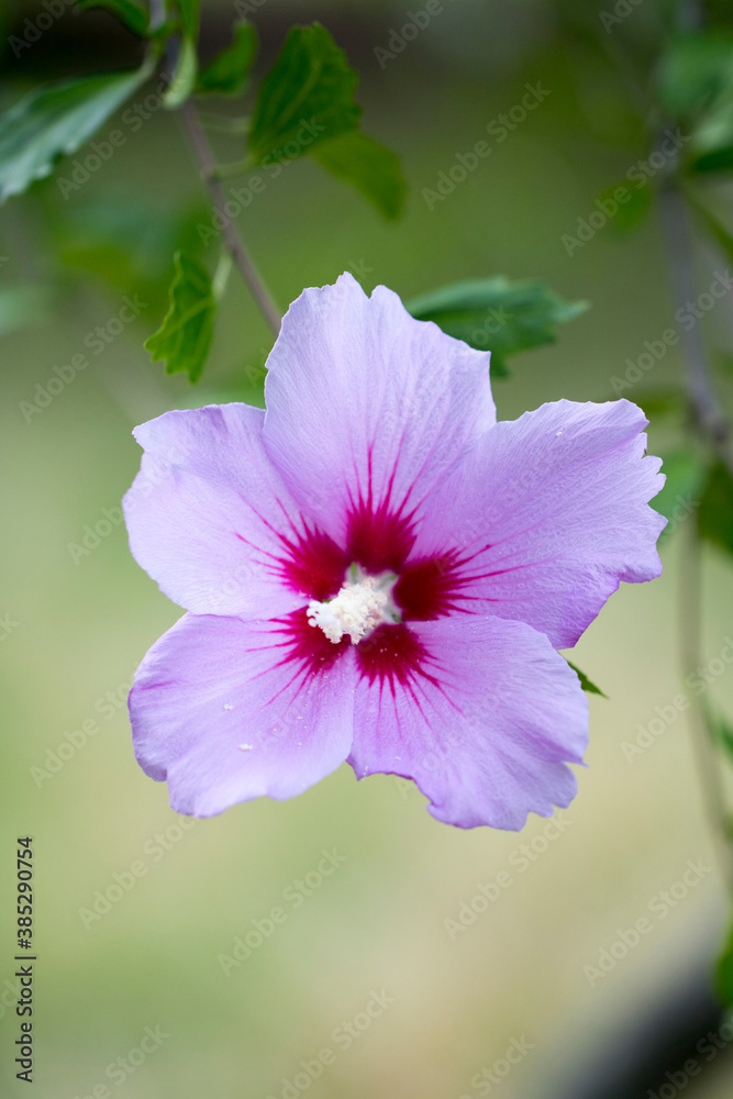 The beautiful rose of Sharon bloomed in the field
The beautiful rose of Sharon bloomed in the field