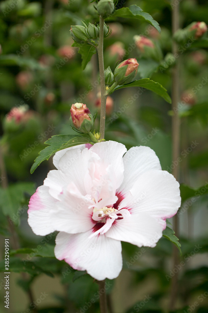 The beautiful rose of Sharon bloomed in the field
The beautiful rose of Sharon bloomed in the field