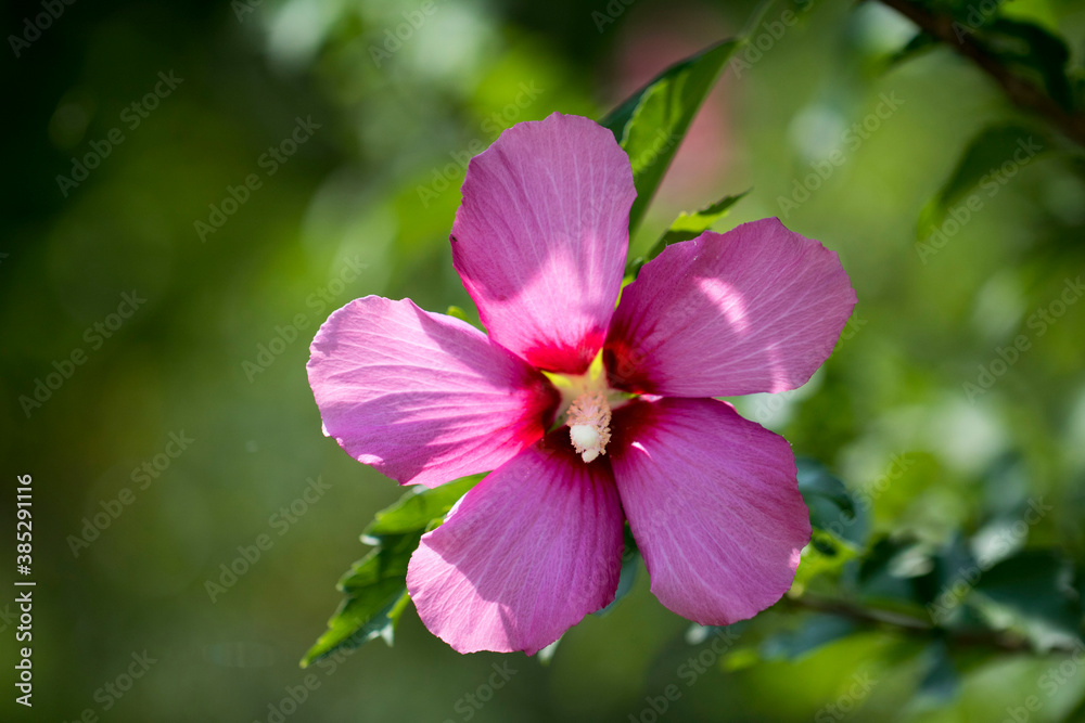 The beautiful rose of Sharon bloomed in the field
The beautiful rose of Sharon bloomed in the field