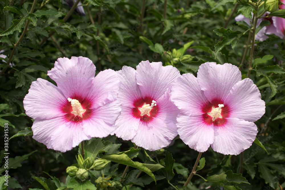 The beautiful rose of Sharon bloomed in the field
The beautiful rose of Sharon bloomed in the field