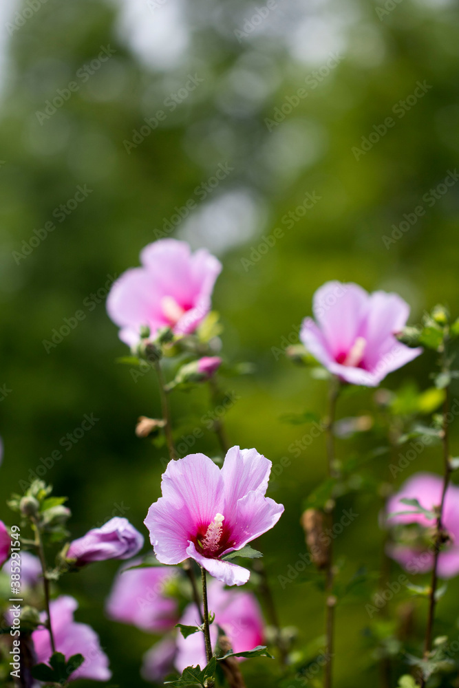 The beautiful rose of Sharon bloomed in the field
The beautiful rose of Sharon bloomed in the field