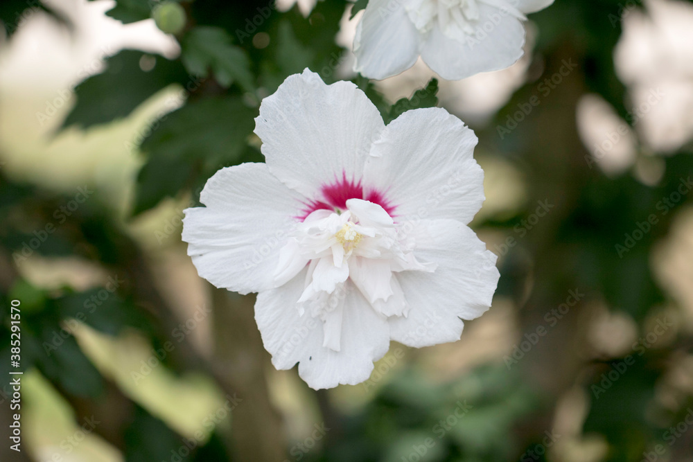 The beautiful rose of Sharon bloomed in the field
The beautiful rose of Sharon bloomed in the field