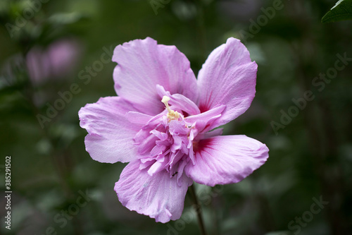 The beautiful rose of Sharon bloomed in the field 