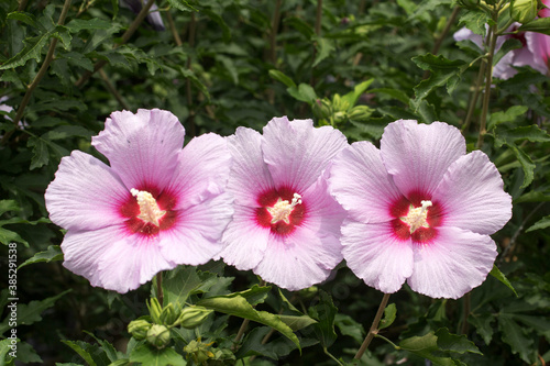 The beautiful rose of Sharon bloomed in the field 