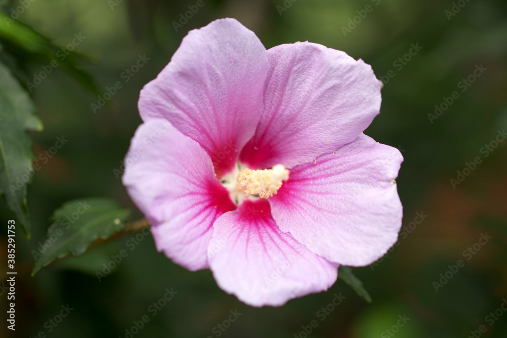 The beautiful rose of Sharon bloomed in the field
The beautiful rose of Sharon bloomed in the field
