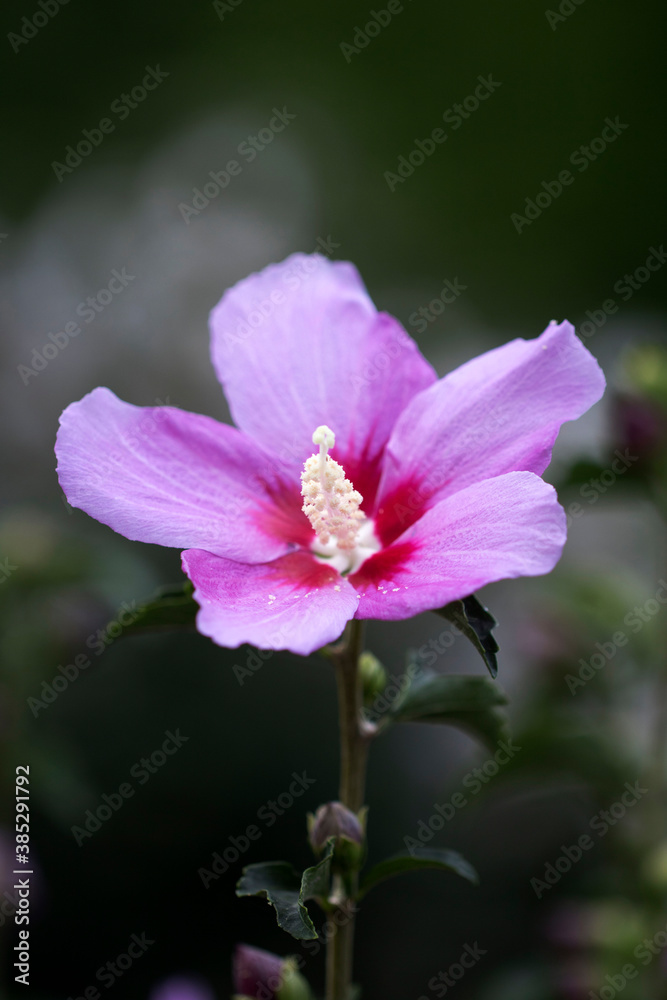 The beautiful rose of Sharon bloomed in the field
