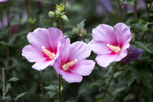 The beautiful rose of Sharon bloomed in the field
