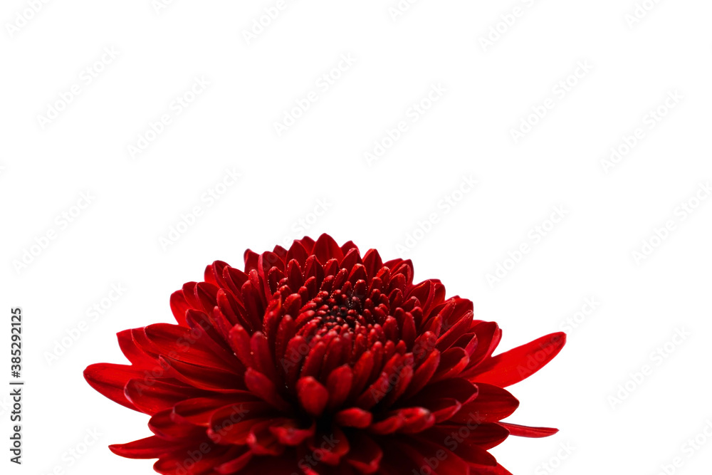 Red chrysanthemum isolated at bottom center of white background Red chrysanthemum isolated at bottom center of white background
