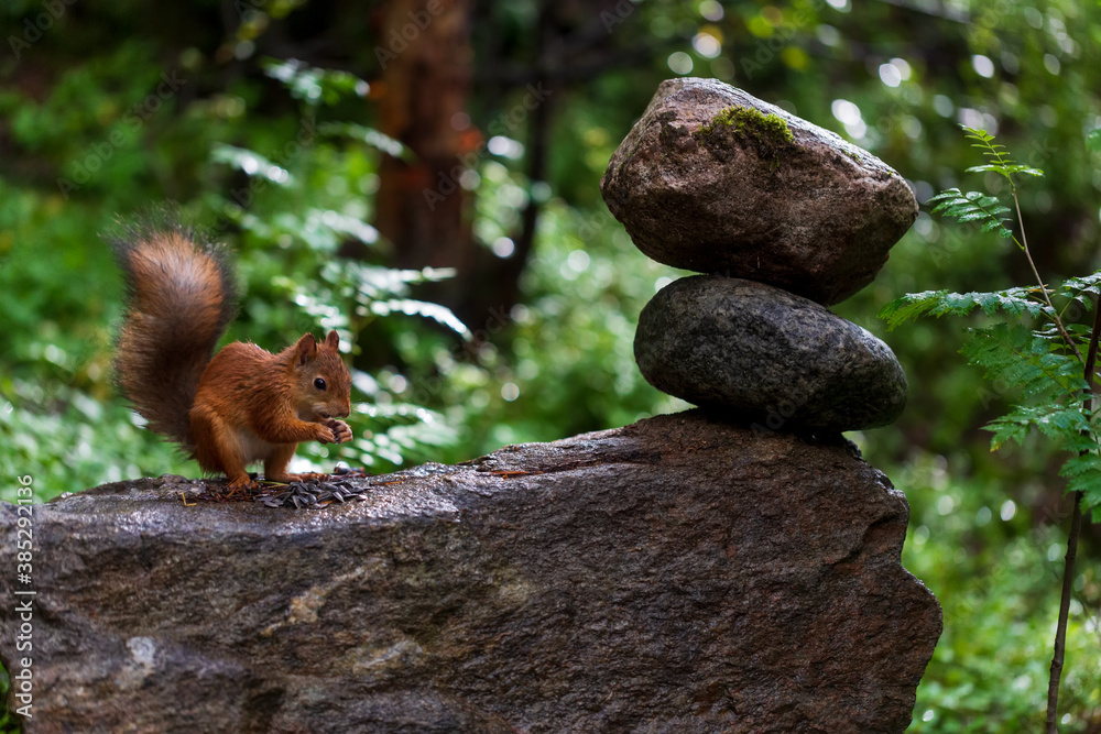Obraz premium marmot in the forest