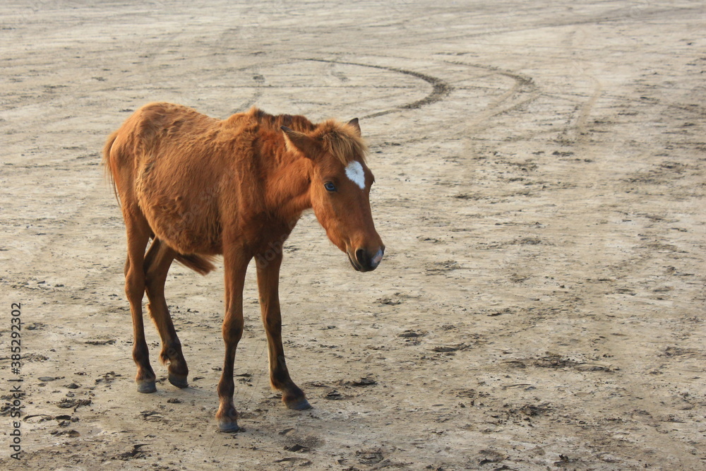 A colt