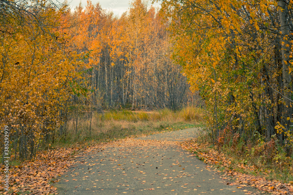 Naklejka premium Forest road covered with fallen autumn leaves