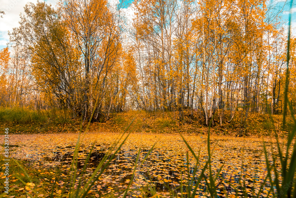 Fototapeta premium Forest road covered with fallen autumn leaves