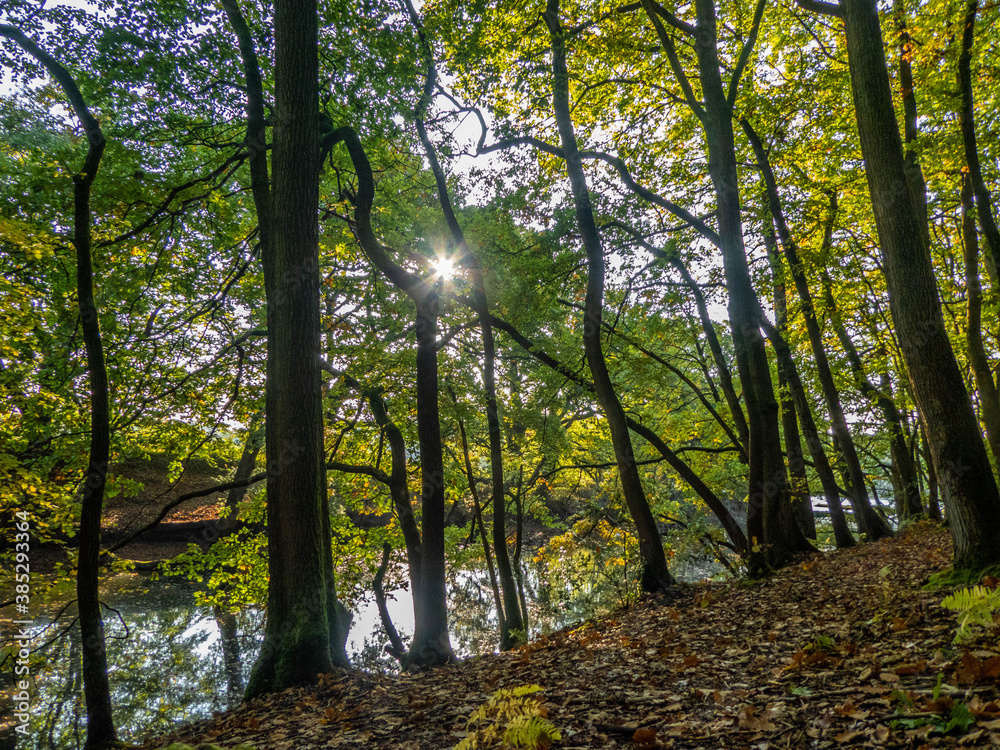 beautiful woodland by the river on a bright autumn day beautiful woodland by the river on a bright autumn day