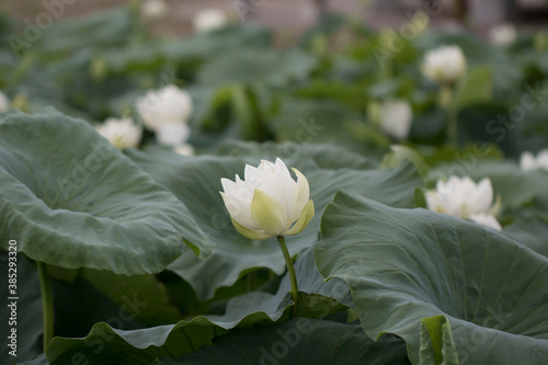 beautiful water lily and lotus 