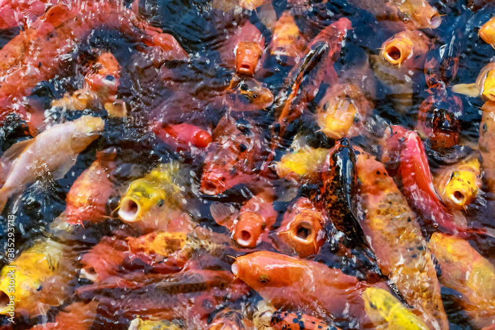 A lot of fish, colored carp in the pond swims. A lot of fish, colored carp in the pond swims.