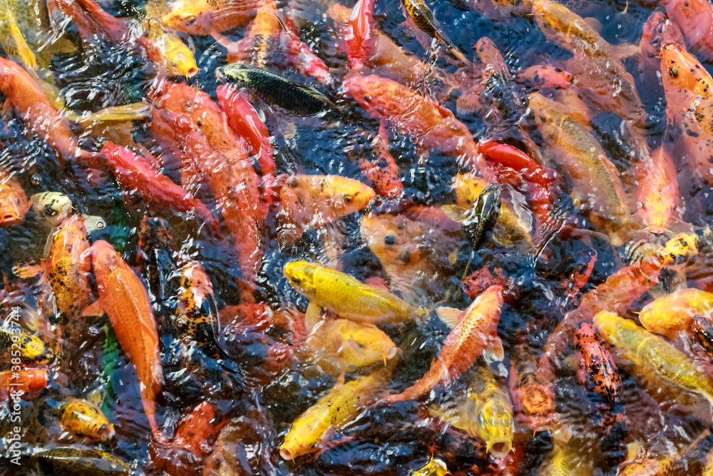 A lot of fish, colored carp in the pond swims. A lot of fish, colored carp in the pond swims.