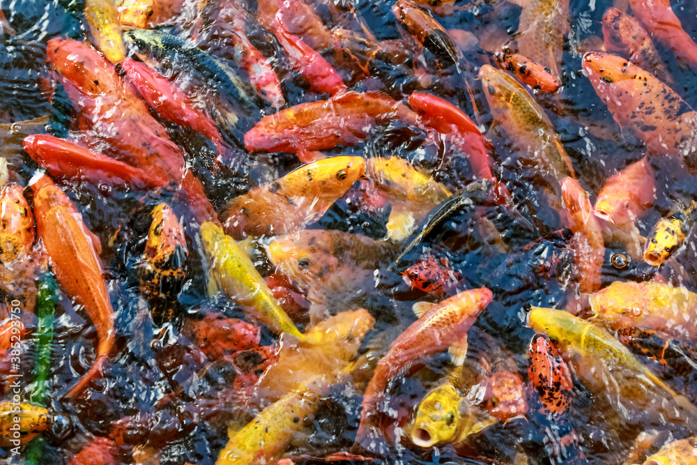 A lot of fish, colored carp in the pond swims. A lot of fish, colored carp in the pond swims.