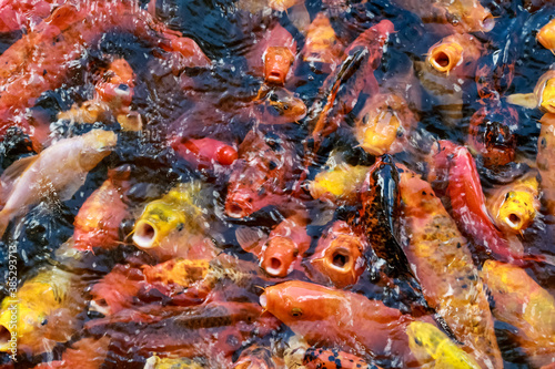 A lot of fish, colored carp in the pond swims.