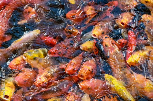 A lot of fish, colored carp in the pond swims.