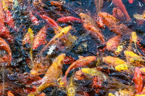 A lot of fish, colored carp in the pond swims. © Vera