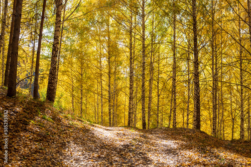 Autumn landscape. Beautiful birch trees. Walk in the birch forest. Natural background. Place to insert text. © Alwih