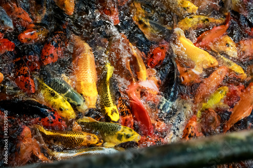 A lot of fish, colored carp in the pond swims.