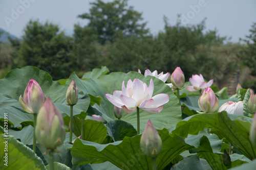 beautiful water lily and lotus 