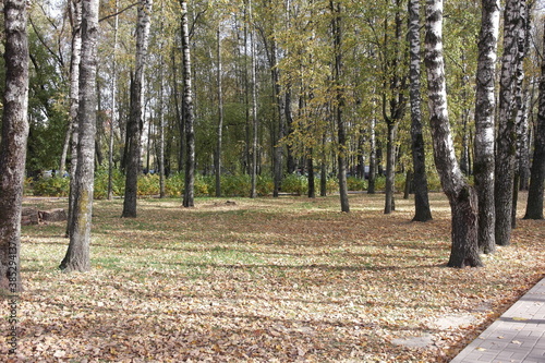 Wallpaper Mural Golden autumn in the Park. Sunny day. Torontodigital.ca