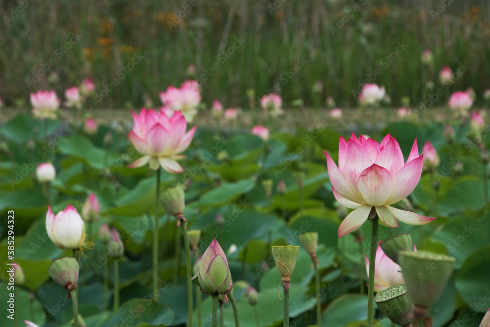 beautiful water lily and lotus
